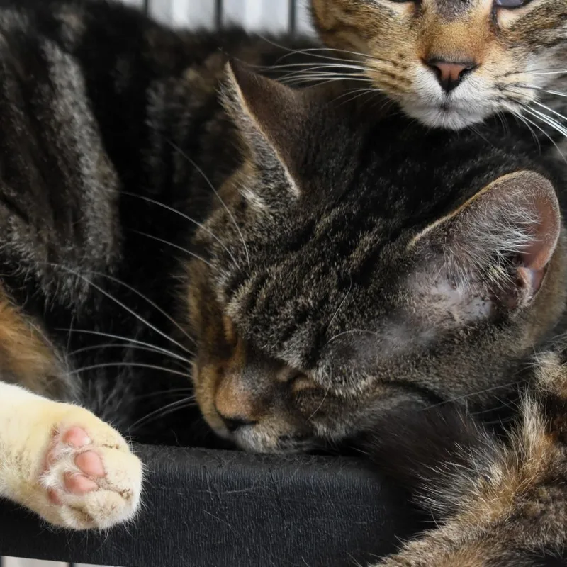 Sneakers thumbnail 2