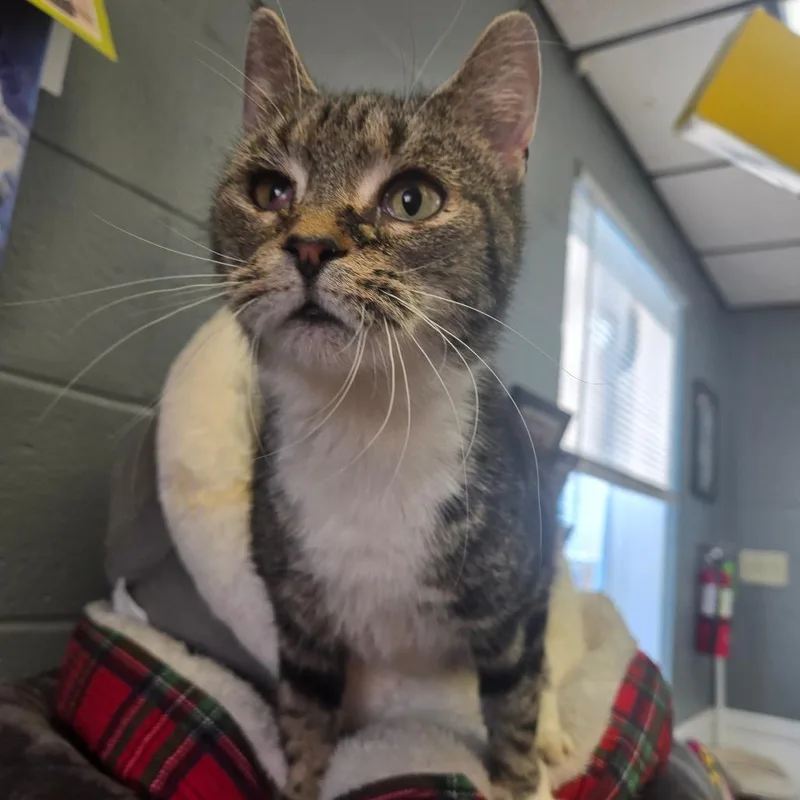 Sneakers thumbnail 3