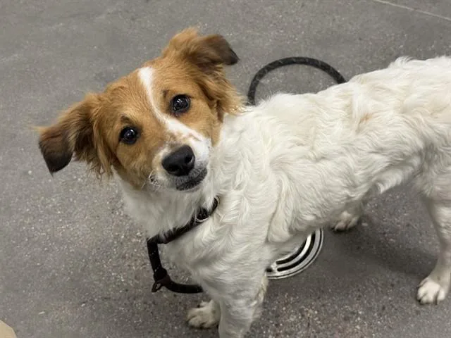 A young medium-sized female Brittany Spaniel dog named Spears for adoption in Mesa, AZ