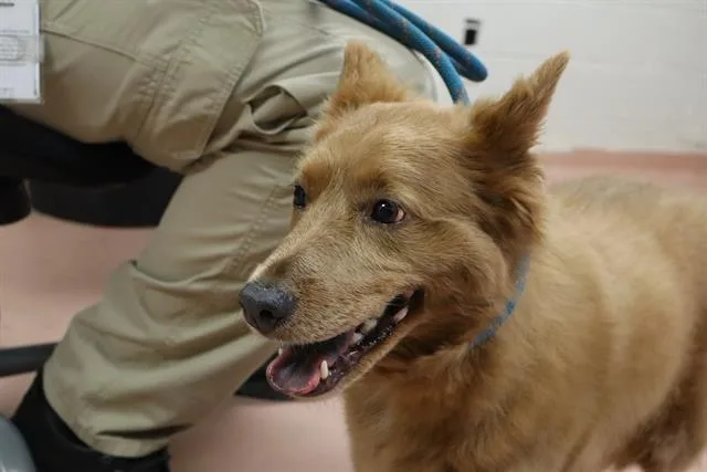 An adult medium-sized female Mixed Breed dog named Vanelope for adoption in Columbia, SC
