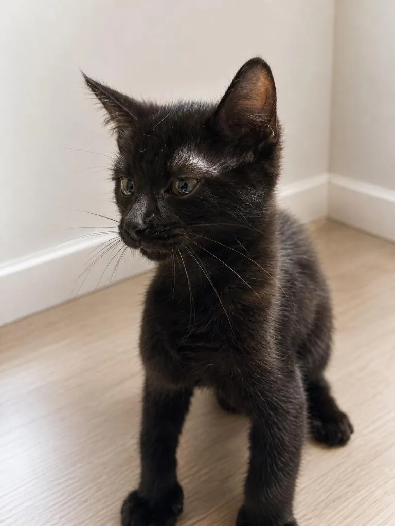A baby medium-sized female Domestic Short Hair cat named Stephanie for adoption in Wintersville, OH
