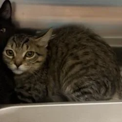 A baby small-sized female Brown / Chocolate Domestic Short Hair cat named Sassy for adoption in Bullhead City, AZ