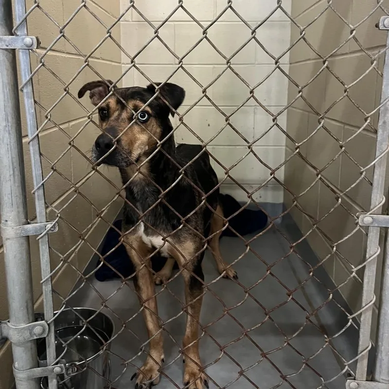 A young medium-sized male Black Mixed Breed dog named StrayWarmSpringsRoad for adoption in Columbus, GA