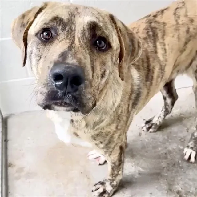 An adult large-sized male Plott Hound dog named Ryan for adoption in Houston, TX