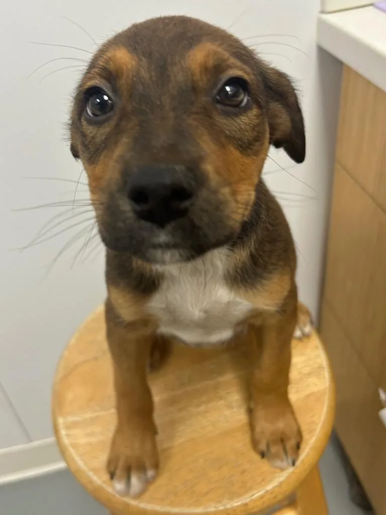A baby medium-sized female Shepherd dog named Melanie for adoption in Hartsville, SC