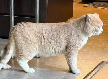 An adult large-sized male White Domestic Short Hair cat named Redford for adoption in San Francisco, CA