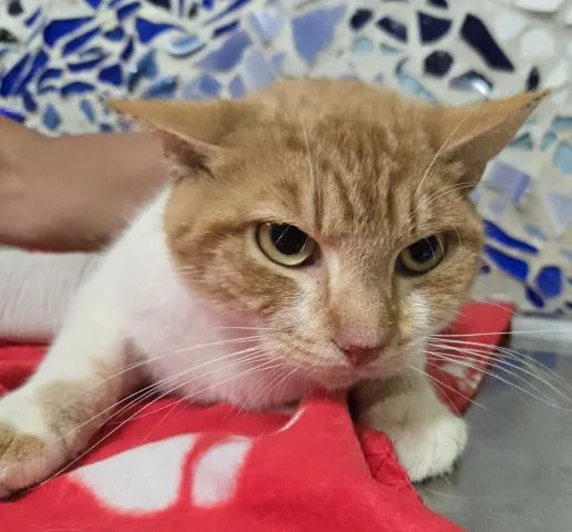 A young small-sized male Domestic Short Hair cat named Colby for adoption in Pensacola, FL