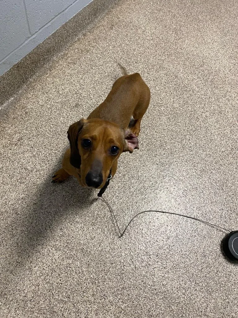 An adult medium-sized male Dachshund dog named Frank for adoption in Troy, OH
