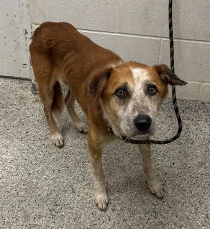 An adult large-sized male Red / Chestnut / Orange Mixed Breed dog named Cardinal for adoption in Kansas City, MO