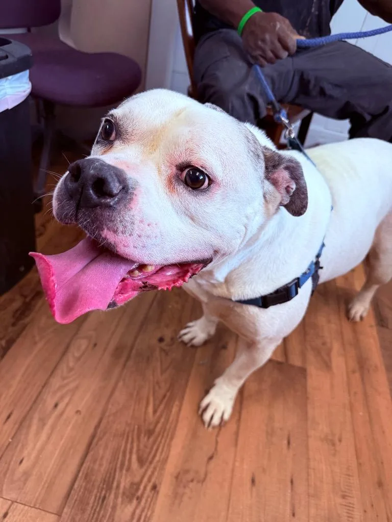 A senior large-sized male Bullmastiff dog named Bubba for adoption in Fayetteville, TN