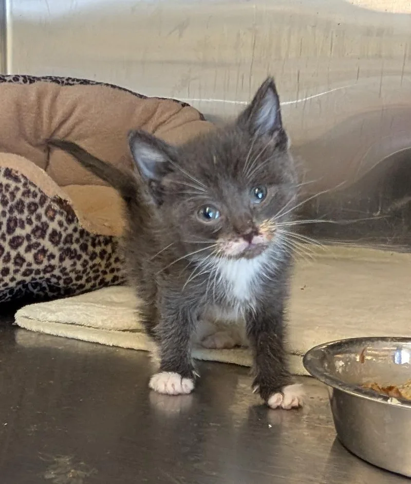 A baby medium-sized female Domestic Short Hair cat named Step for adoption in Havre, MT