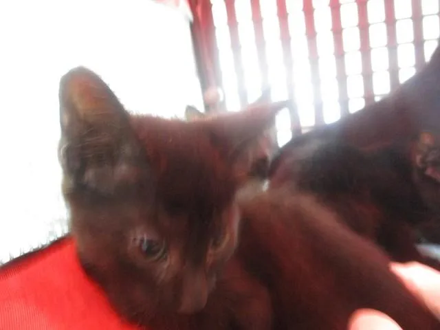 A baby small-sized male Domestic Short Hair cat named Davie Jones for adoption in Ocala, FL