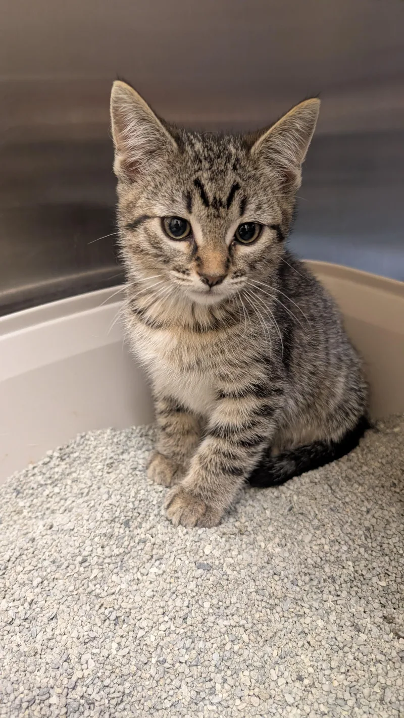 A baby medium-sized male Tabby (Brown / Chocolate) Domestic Short Hair cat named Oliver for adoption in Missoula, MT