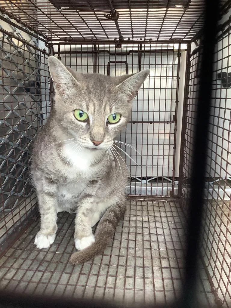 A young small-sized male Domestic Short Hair cat named Fungo for adoption in New Braunfels, TX