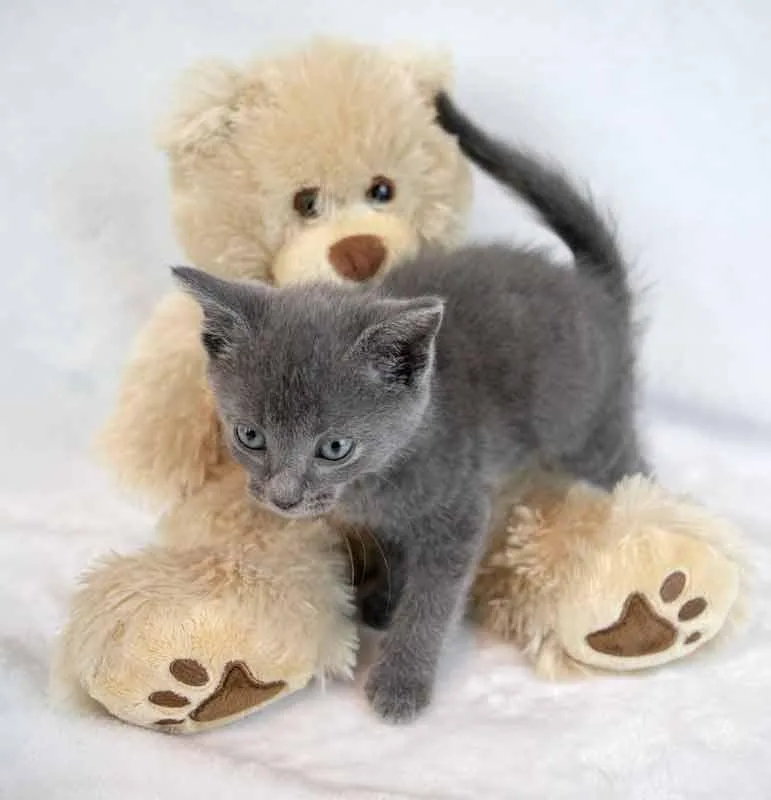 A baby medium-sized male Domestic Short Hair cat named Dobby for adoption in Kennesaw, GA