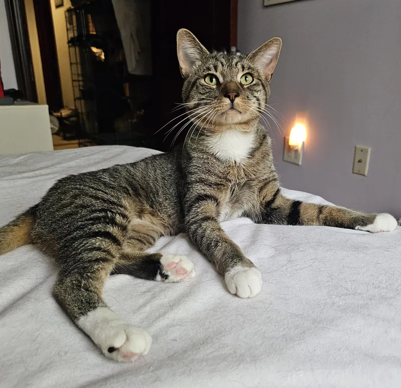 A young medium-sized male Tabby (Brown / Chocolate) Domestic Short Hair cat named Mr. Hill for adoption in Ridgefield, CT