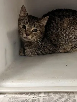 A young medium-sized female Domestic Short Hair cat named Purrsuasive for adoption in Daytona Beach, FL