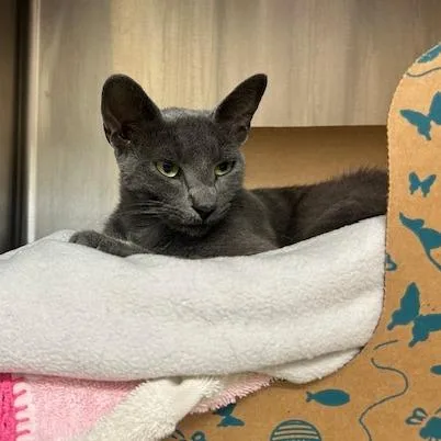A young medium-sized female Gray / Blue / Silver Domestic Short Hair cat named Saavik for adoption in Santa Barbara, CA