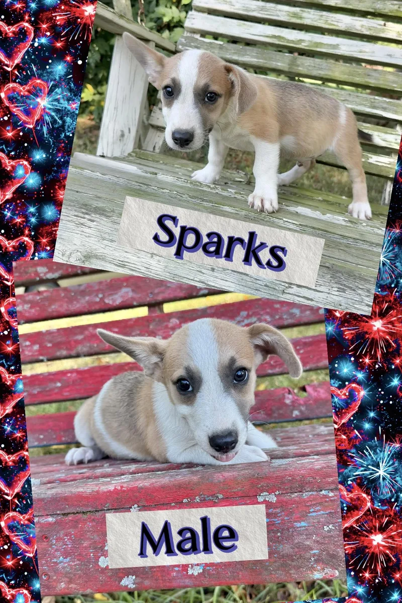 A baby medium-sized male Corgi dog named Sparks for adoption in Manchester, CT