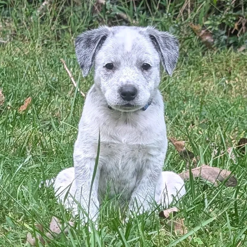 A baby medium-sized male Cattle Dog dog named Macee Pup  Hamlet for adoption in Fairfax, VA