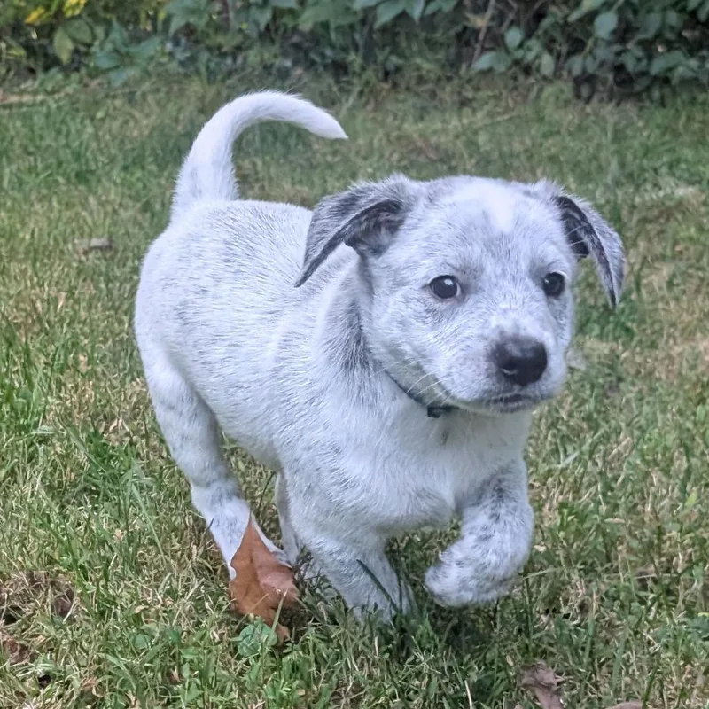 Macee Pup  Hamlet thumbnail 2