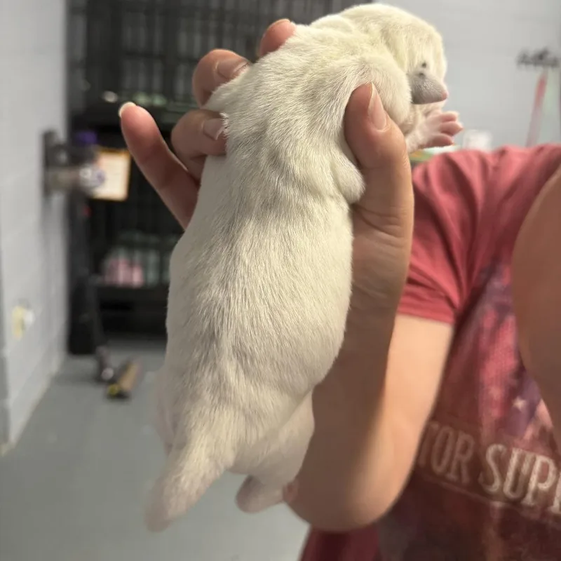 Macee Pup  Hamlet thumbnail 3