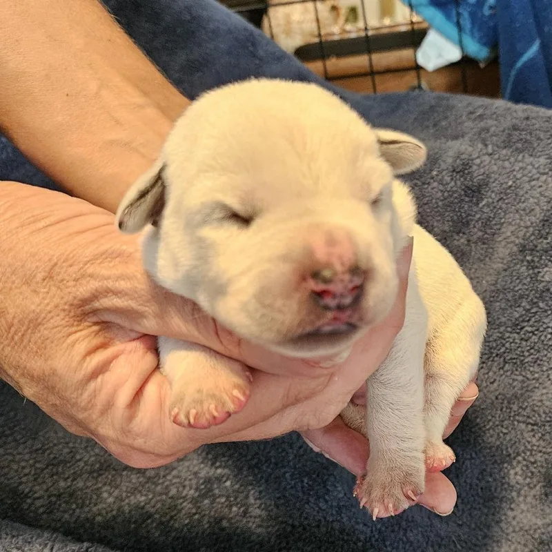 Macee Pup  Hamlet thumbnail 4