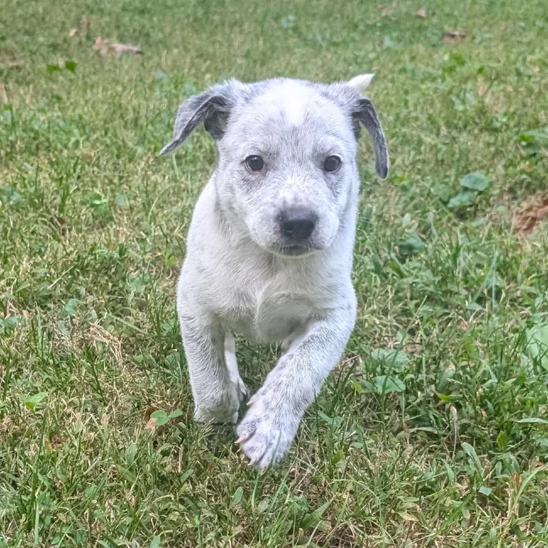 Macee Pup  Hamlet thumbnail 5