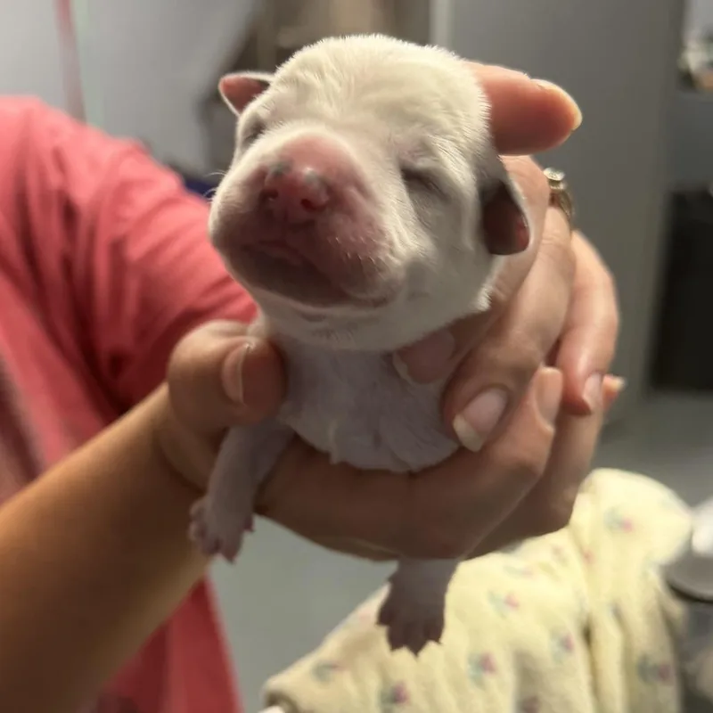Macee Pup  Hamlet thumbnail 6