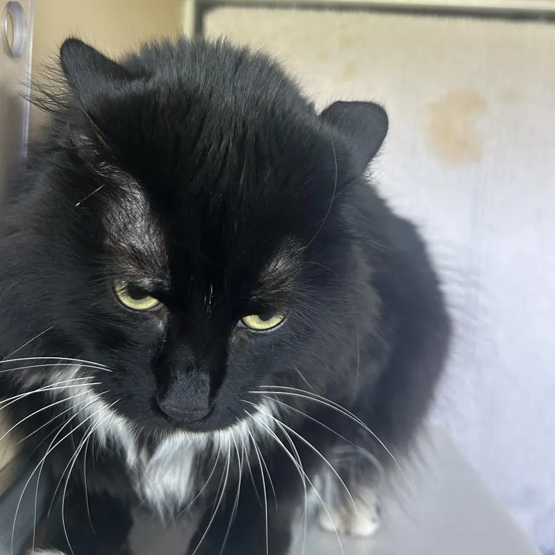 An adult large-sized female Black Domestic Medium Hair cat named Jasmine for adoption in Leander, TX