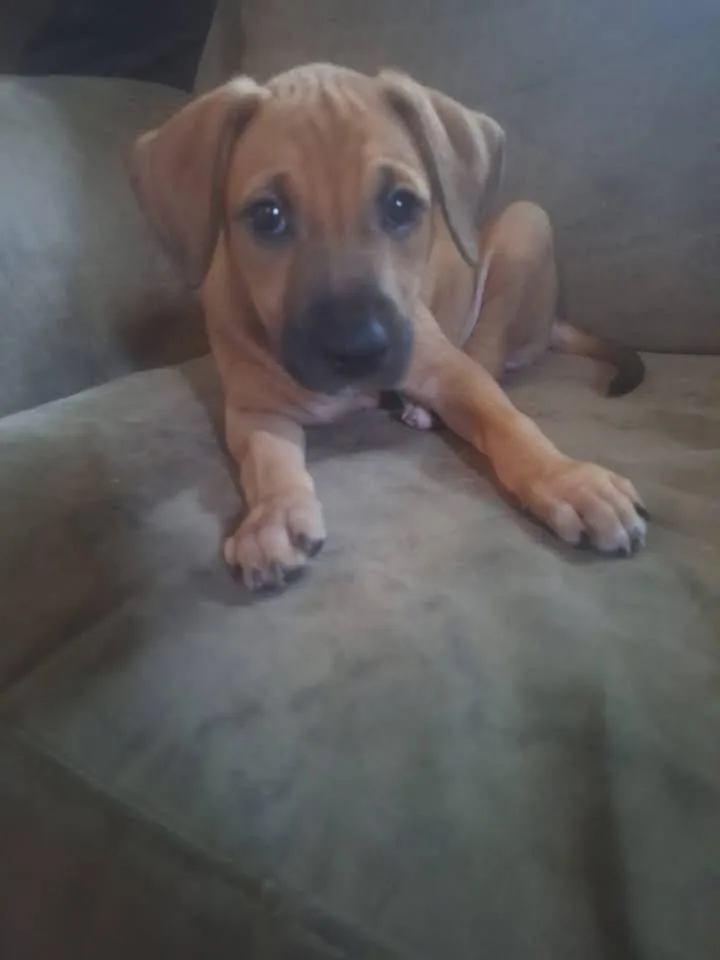 A baby medium-sized female Black Mouth Cur dog named Daisy for adoption in Berlin, NJ