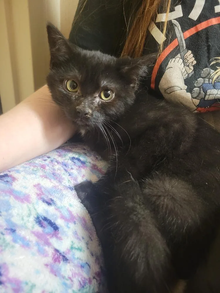 A baby medium-sized male Black & White / Tuxedo Domestic Medium Hair cat named Onyx for adoption in Lorain, OH