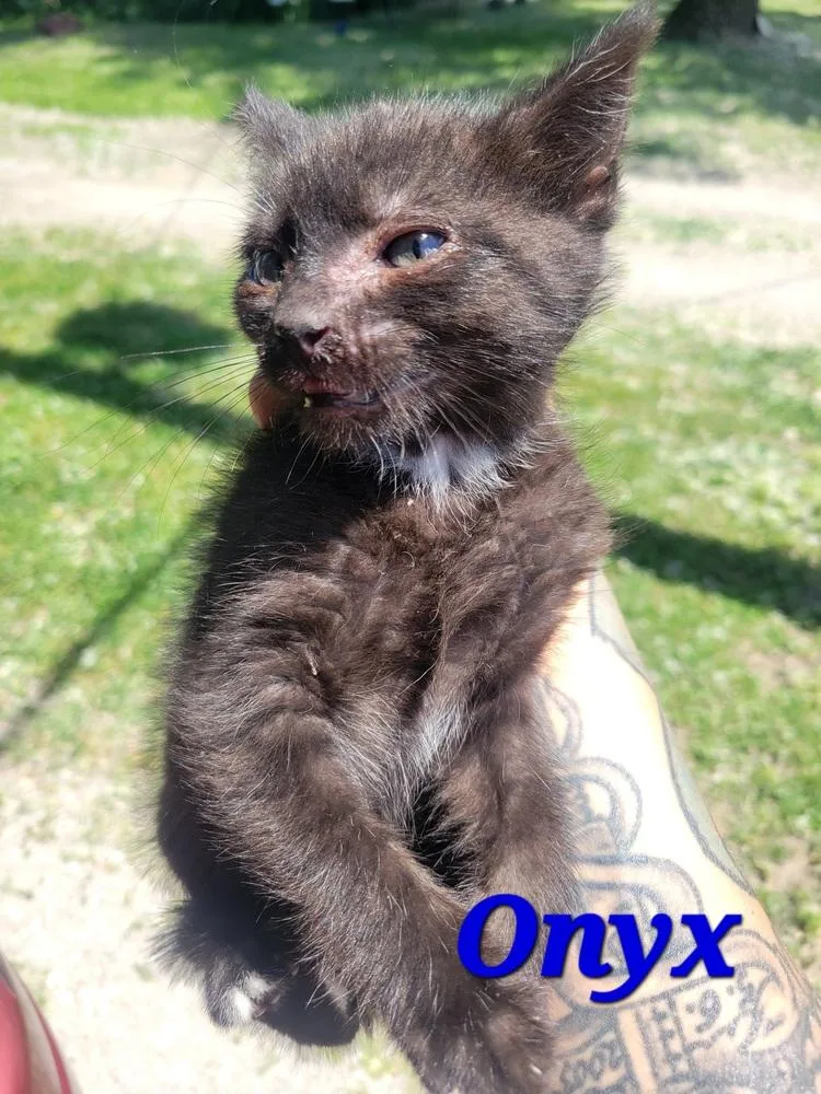 Onyx thumbnail 2