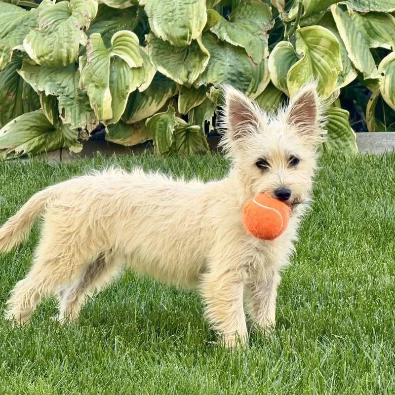 A baby small-sized female Cairn Terrier dog named Tipsy++ for adoption in West Richland, WA