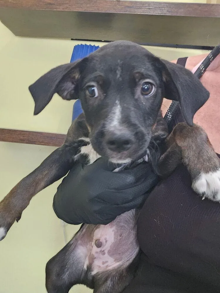 A baby small-sized male Tricolor (Brown, Black, & White) Black Mouth Cur dog named Flint for adoption in Lakeland, FL