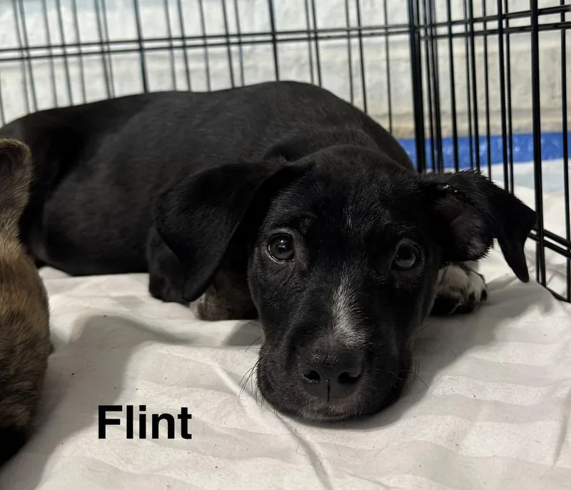 Flint thumbnail 2