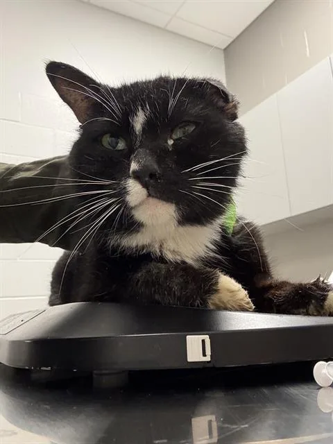 A senior medium-sized male Domestic Short Hair cat named Tux for adoption in Indianapolis, IN