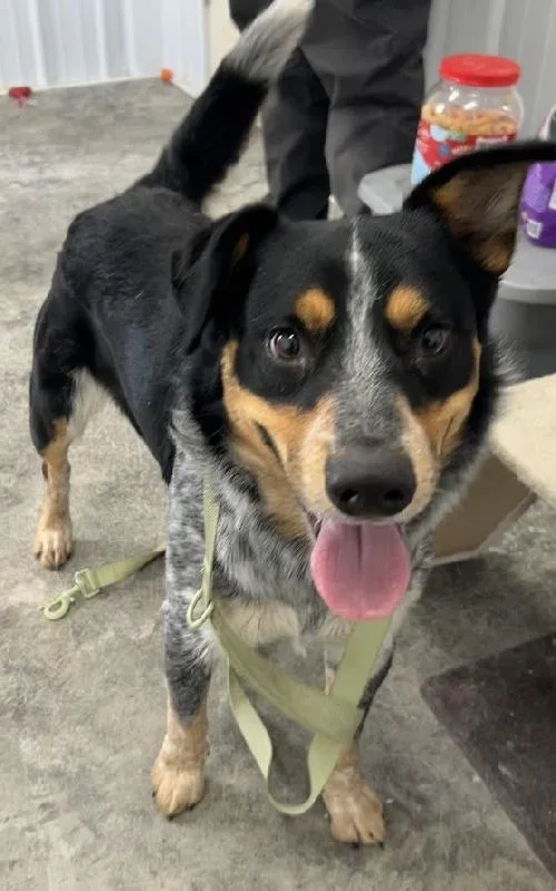 A young medium-sized male Merle (Blue) Australian Cattle Dog / Blue Heeler dog named Denver for adoption in Scottsburg, IN