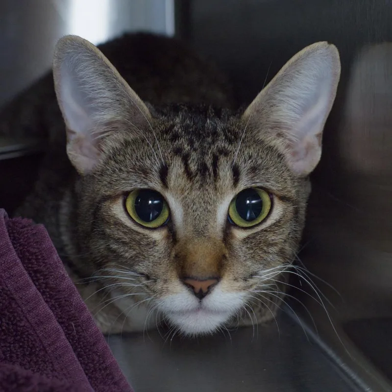 A young medium-sized female Domestic Short Hair cat named Cassiopeia for adoption in Shoreline, WA