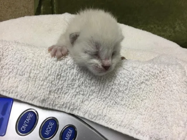 A baby small-sized male Domestic Short Hair cat named Brando for adoption in Riverside, CA