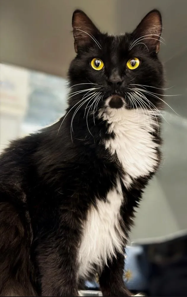 An adult large-sized male Black & White / Tuxedo Domestic Long Hair cat named Goatee for adoption in Deltona, FL
