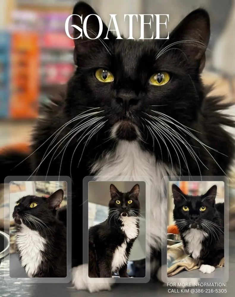 Goatee thumbnail 5