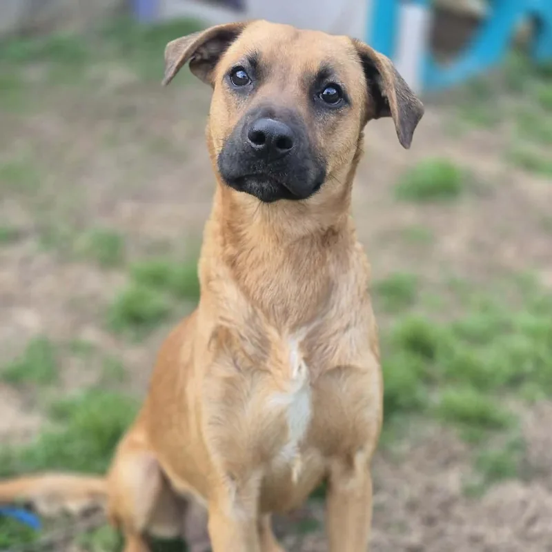 An adult medium-sized female Yellow / Tan / Blond / Fawn Black Mouth Cur dog named Salem for adoption in Dover, AR