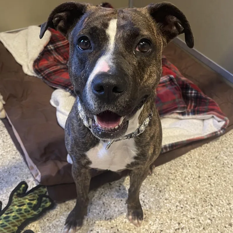 An adult medium-sized female Brindle Mixed Breed dog named Sienna for adoption in Saint Charles, MO