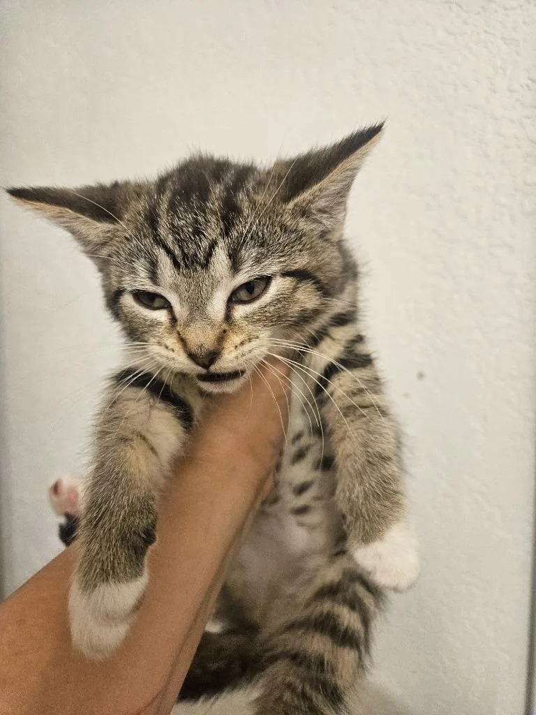 A baby medium-sized female Domestic Short Hair cat named Casey for adoption in Johnson City, TN