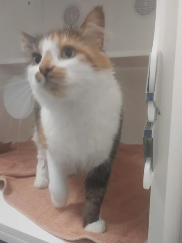 A young small-sized female Domestic Medium Hair cat named Honey for adoption in Oxford, NC