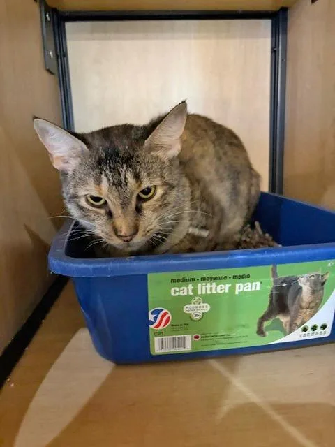 A young medium-sized female Domestic Short Hair cat named Blossom for adoption in New York, NY