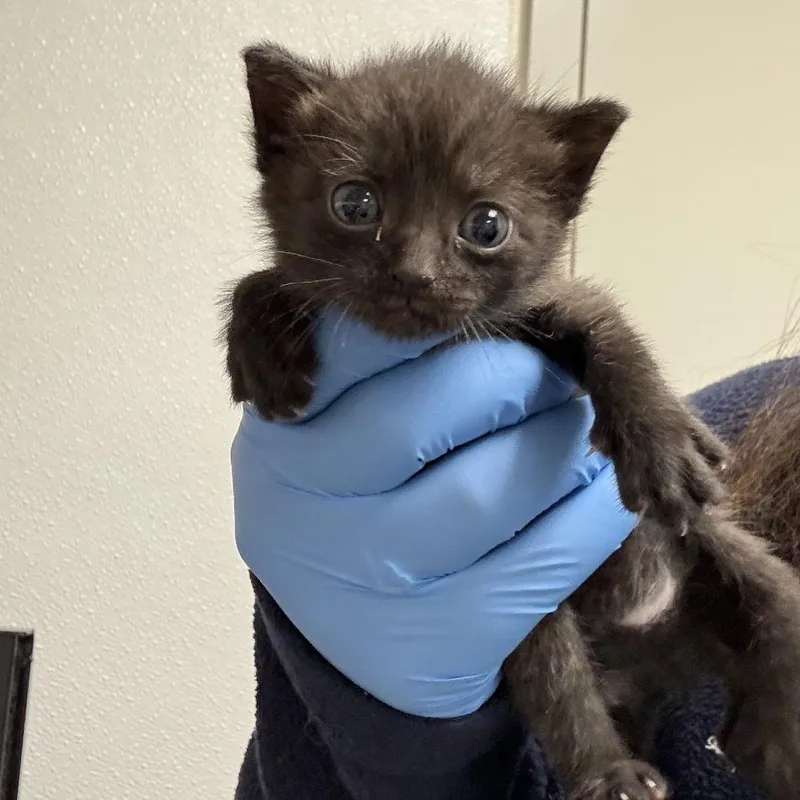 A baby small-sized female Black Domestic Short Hair cat named 72207 for adoption in Harrisonburg, VA