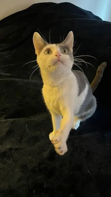 A young medium-sized female Gray & White Domestic Short Hair cat named Holly for adoption in Fairfax, VA