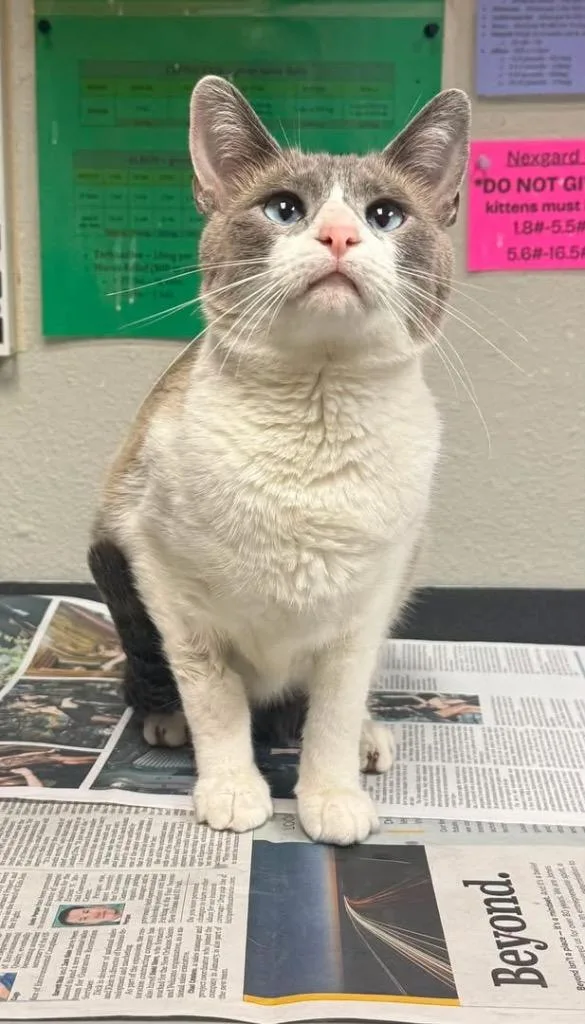 A young medium-sized female Siamese cat named Carousel for adoption in Sorrento, LA